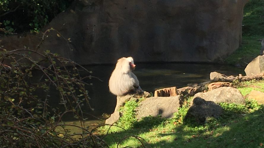 オークランド動物園に行ってきたゾウ